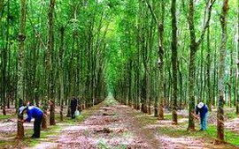 Bình Thuận phát triển trồng cây cao su ở vùng đồng bào dân tộc 